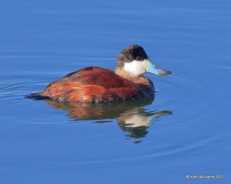Ruddy Duck breeding male, Bolsa Chica Reserve, CA, 3-24-17, Jda_37317.jpg