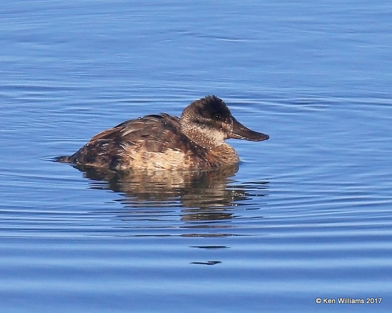 Ruddy Duck female, Bolsa Chica Reserve, CA, 3-24-17, Jda_37264.jpg