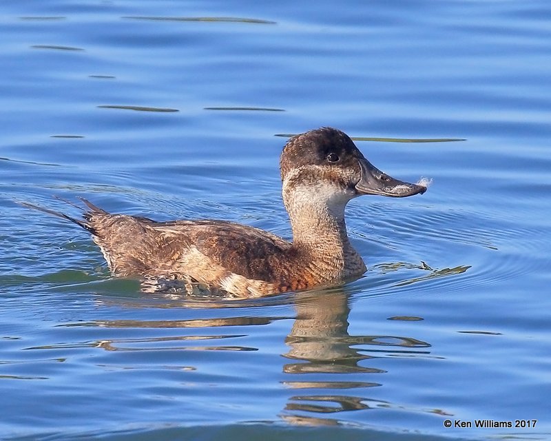 Ruddy Duck female, Bolsa Chica Reserve, CA, 3-24-17, Jda_37359.jpg
