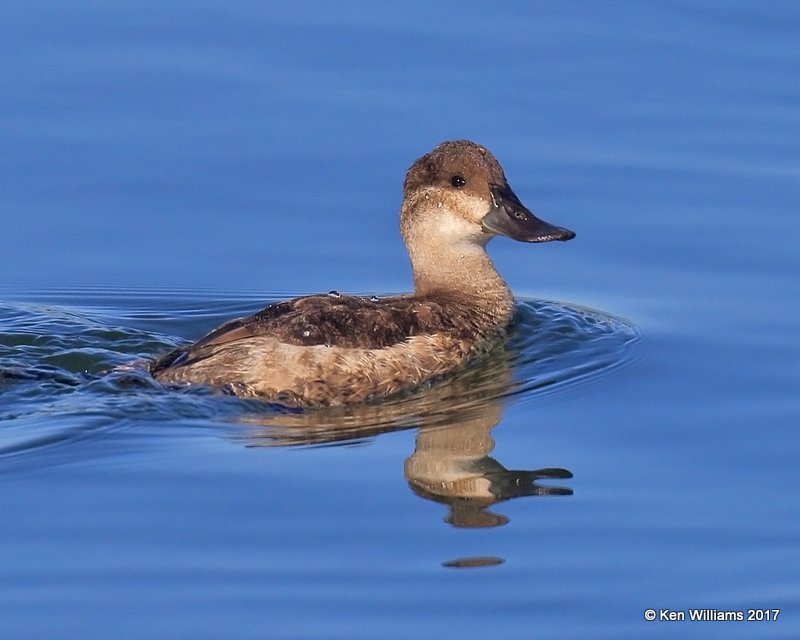 Ruddy Duck female, Bolsa Chica Reserve, CA, 3-24-17, Jda_37375.jpg