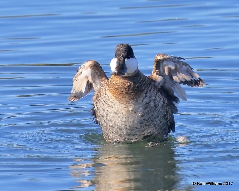 Ruddy Duck non breeding male, Bolsa Chica Reserve, CA, 3-24-17, Jda_37365.jpg