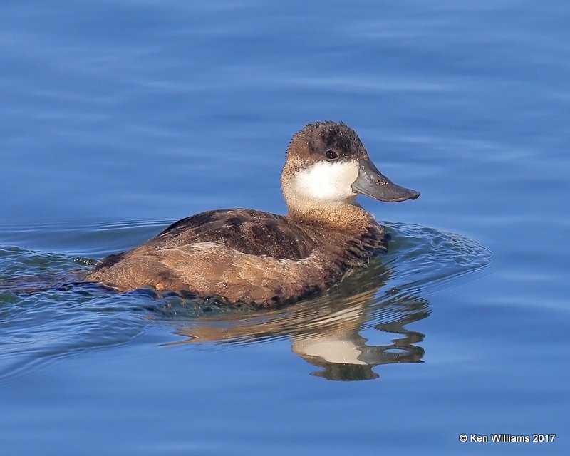 Ruddy Duck non breeding male, Bolsa Chica Reserve, CA, 3-24-17, Jda_37380.jpg