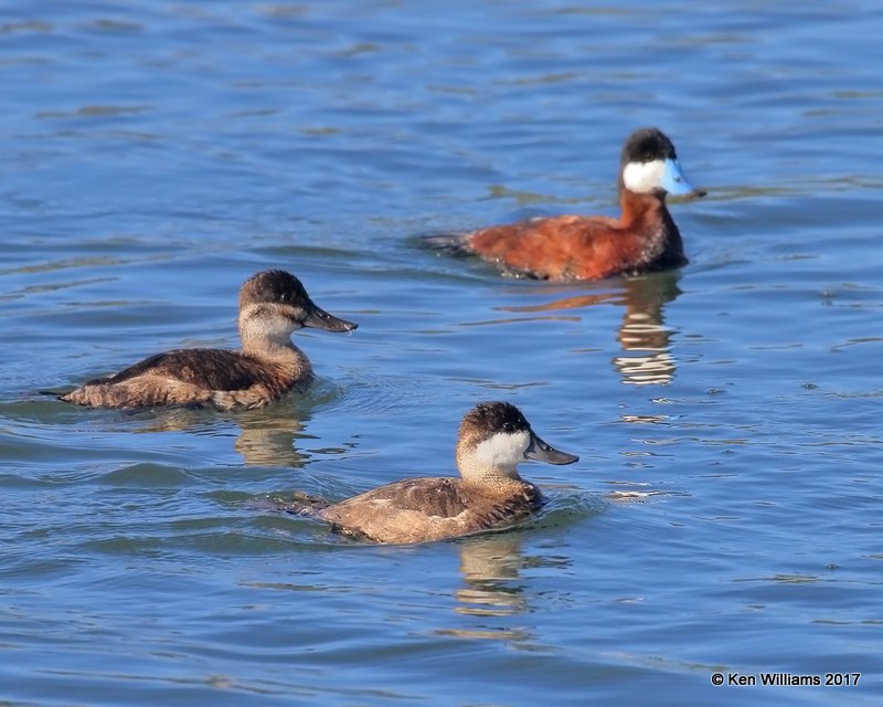 Ruddy Ducks, Bolsa Chica Reserve, CA, 3-24-17, Jda_37368.jpg