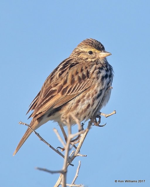 Savannah Sparrow - Belding's, Bolsa Chica Reserve, CA, 3-24-17, Jda_37244.jpg