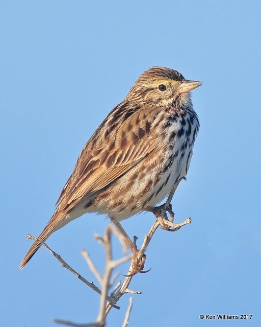 Savannah Sparrow - Belding's, Bolsa Chica Reserve, CA, 3-24-17, Jda_37252.jpg