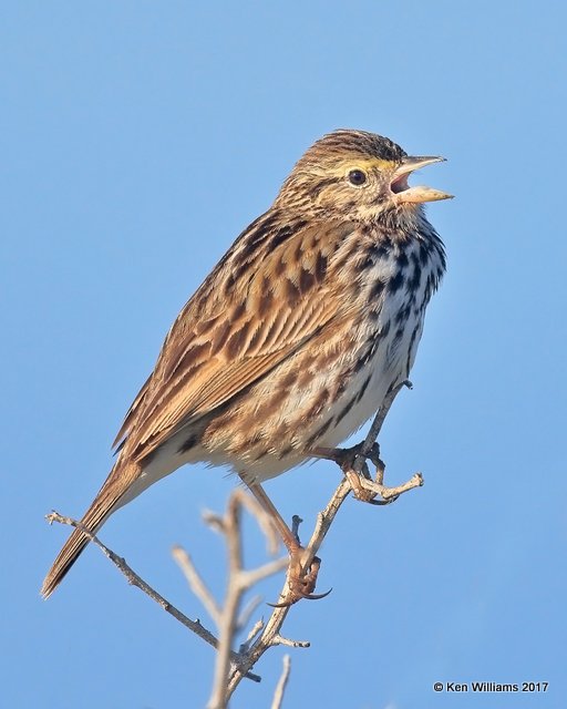 Savannah Sparrow - Belding's, Bolsa Chica Reserve, CA, 3-24-17, Jda_37253.jpg