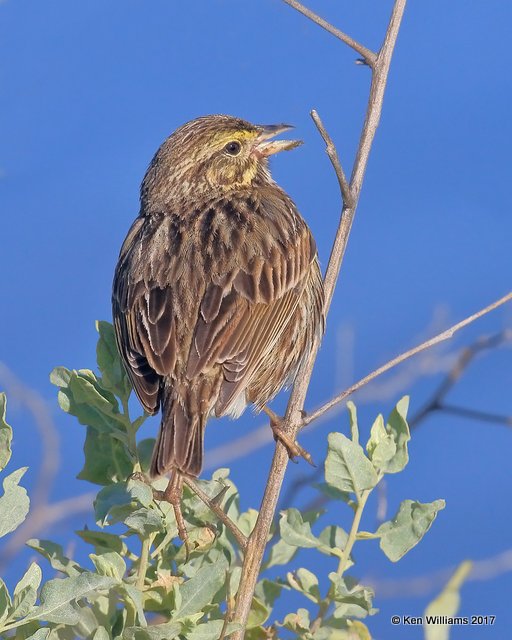 Savannah Sparrow - Belding's, Bolsa Chica Reserve, CA, 3-24-17, Jda_37275.jpg