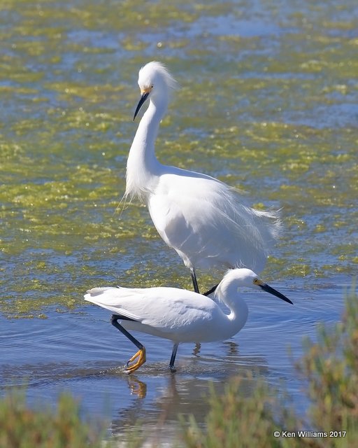 Snowy Egrets, Bolsa Chica Reserve, CA, 3-23-17, Jda_36015.jpg
