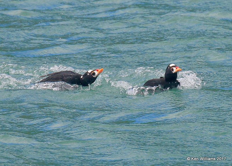 Surf Scoter males, Harford Pier, CA, 3-25-17, Jda_38766.jpg