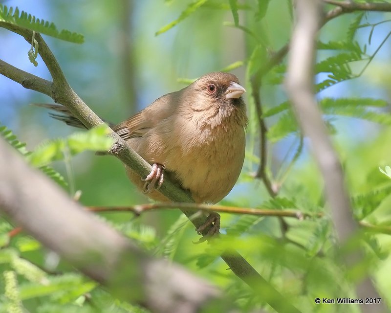 Abert's Towhee, Gilbert Water Ranch, Phoenix, AZ, 3-29-17, Jda_40686.jpg