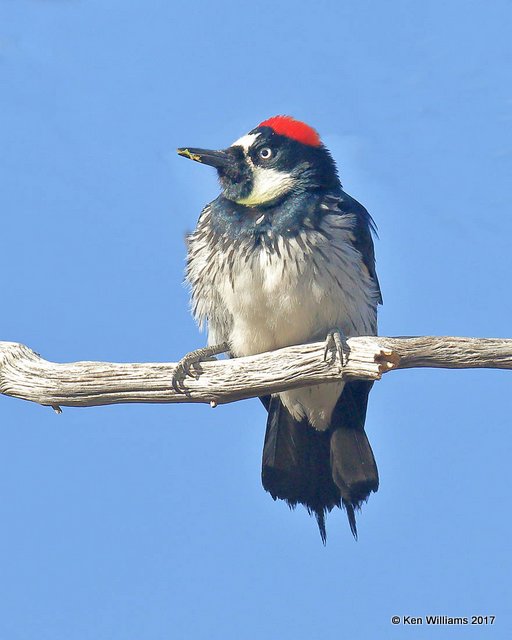 Acorn Woodpecker, Ash Canyon, Sierra Vista, AZ,3-31-17, Jda_42299.jpg