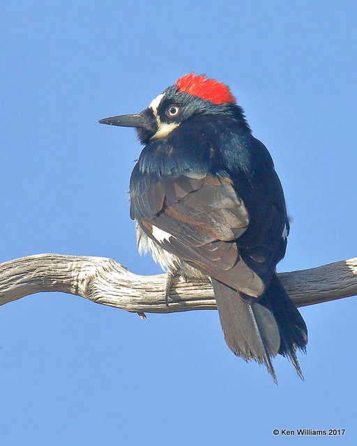 Acorn Woodpecker, Ash Canyon, Sierra Vista, AZ,3-31-17, Jda_42314.jpg
