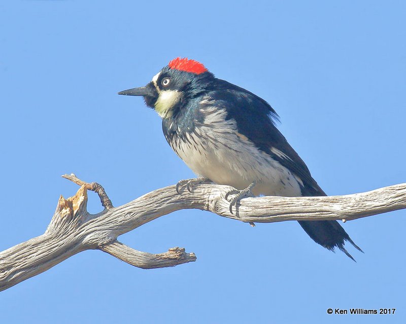 Acorn Woodpecker, Ash Canyon, Sierra Vista, AZ,3-31-17, Jda_42321.jpg