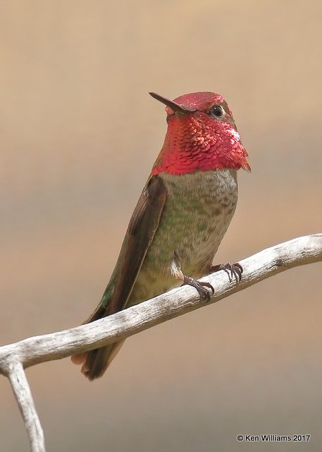 Anna's Hummingbird male, Arizona-Sonora Desert Museum, AZ, 3-29-17, Jda_41265.jpg