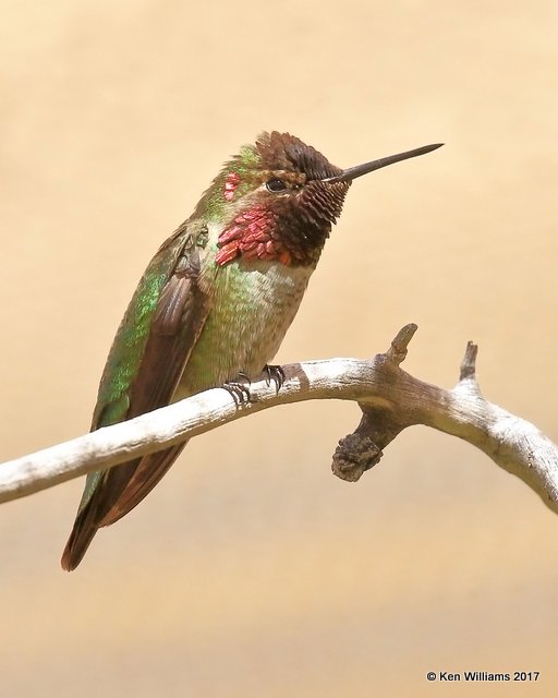 Anna's Hummingbird male, Arizona-Sonora Desert Museum, AZ, 3-29-17, Jda_41274.jpg