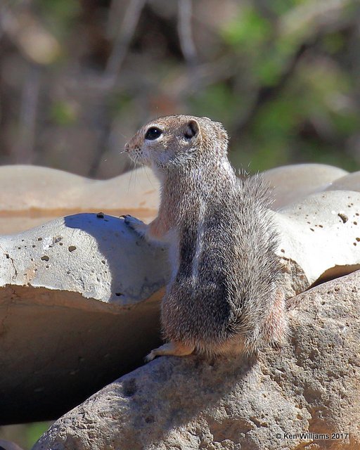 Harris's Antelope Ground Squirrel, Portal, AZ, 4-2-17, Jda_43382.jpg