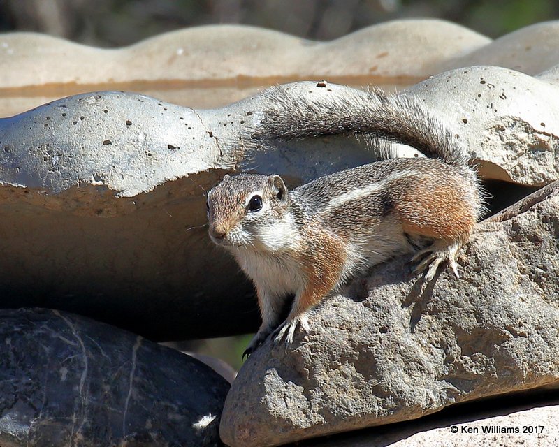 Harris's Antelope Ground Squirrel, Portal, AZ, 4-2-17, Jda_43383.jpg