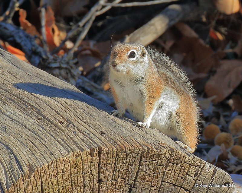 Harris's Antelope Ground Squirrel, Portal, AZ, 4-2-17, Jda_44121.jpg