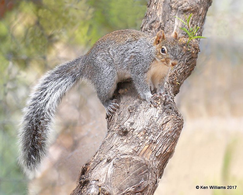 Azirona Gray Squirrel, Ash Canyon, Sierra Vista, AZ, 4-1-17, Jda_42939.jpg