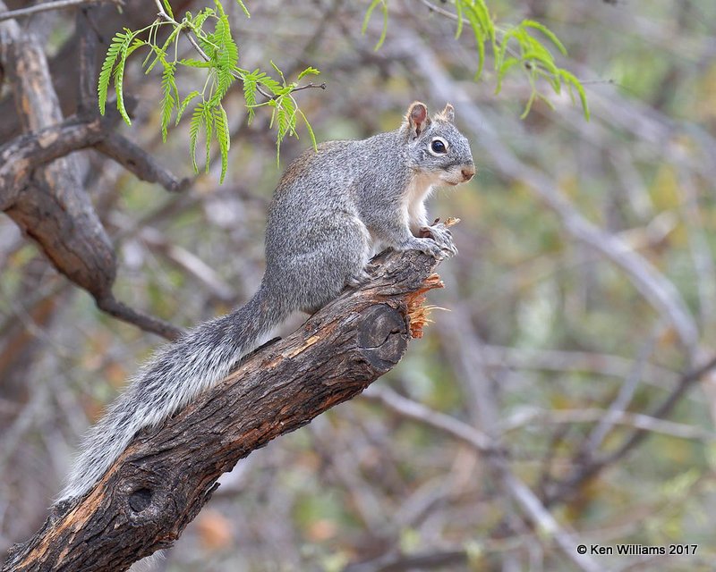 Azirona Gray Squirrel, Ash Canyon, Sierra Vista, AZ, 4-1-17, Jda_43260.jpg