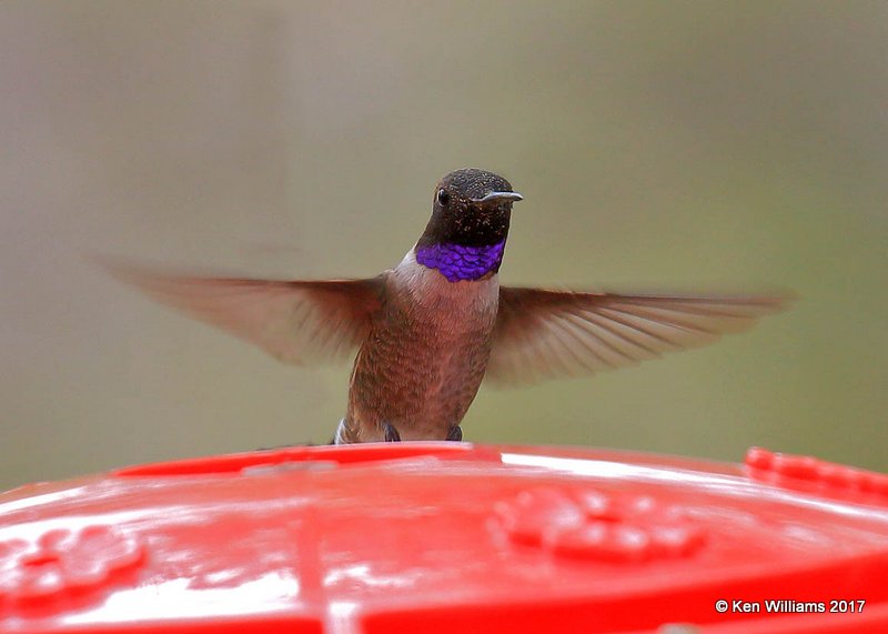 Black-chinned Hummingbird male, Ash Canyon, Sierra Vista, AZ, 4-1-17, Jda_43080.jpg