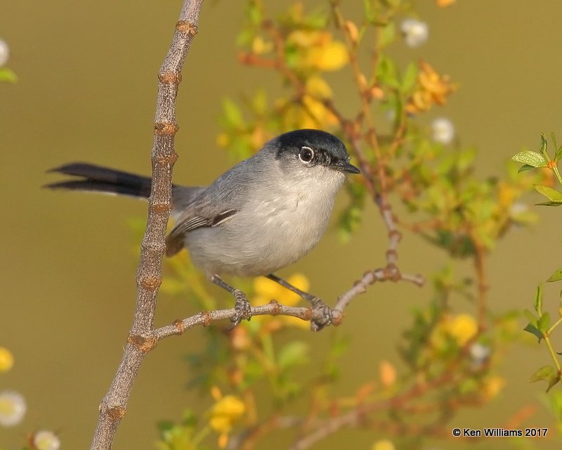 Black-tailed Gnatcatcher male, west of Buckeye, AZ, 2-20-13, Jda_40031.jpg