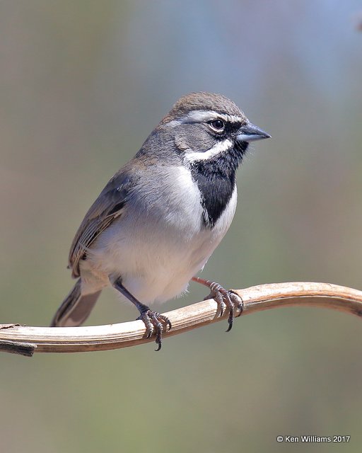 Black-throated Sparrow, Portal, AZ, 4-2-17, Jda_43366.jpg