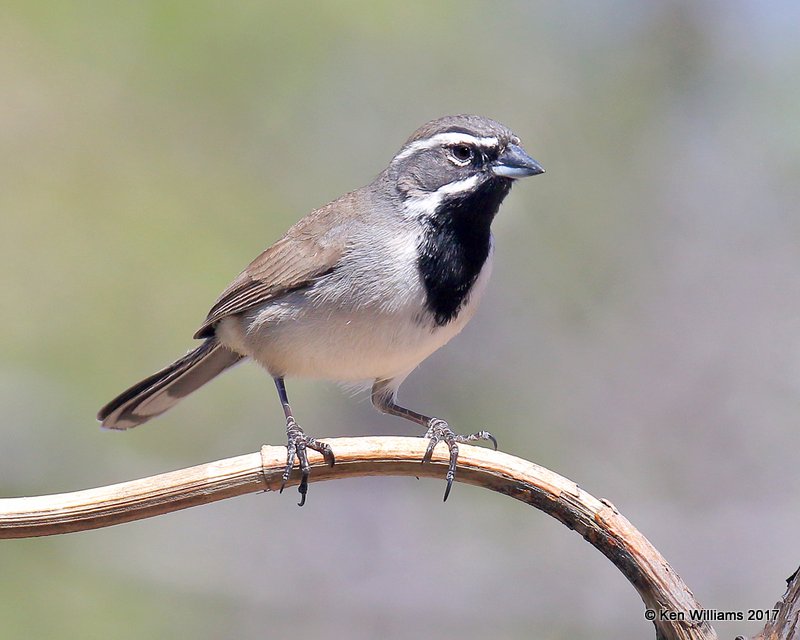 Black-throated Sparrow, Portal, AZ, 4-2-17, Jda_43428.jpg