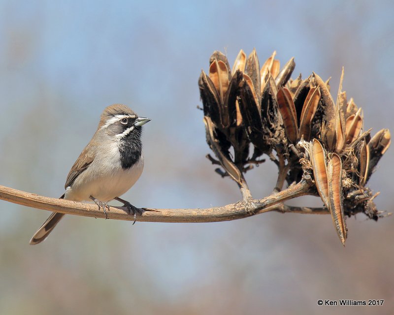 Black-throated Sparrow, Portal, AZ, 4-2-17, Jda_43481.jpg