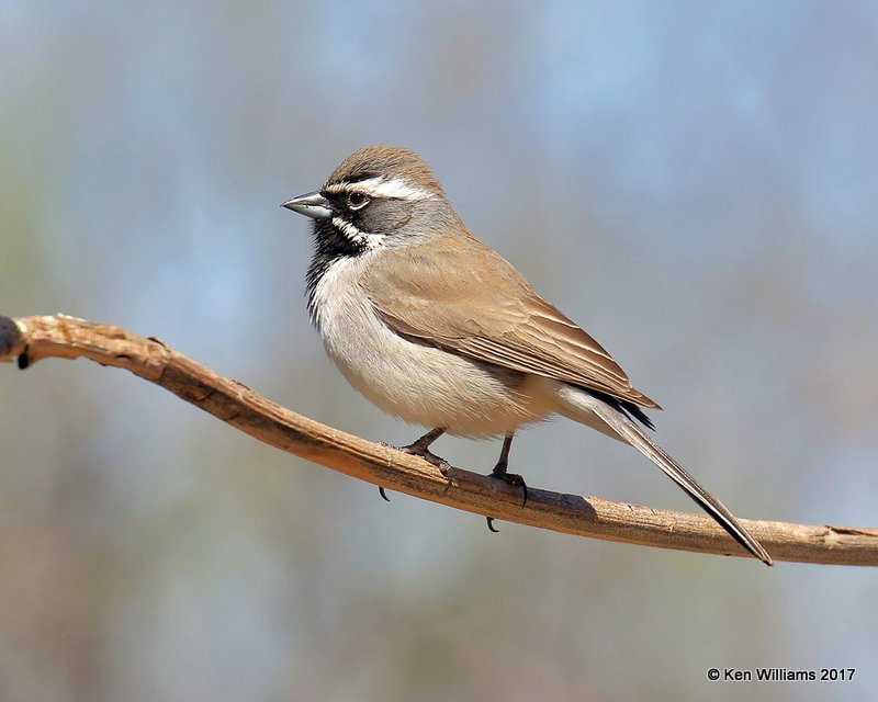 Black-throated Sparrow, Portal, AZ, 4-2-17, Jda_43488.jpg