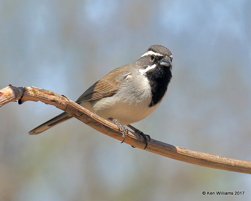 Black-throated Sparrow, Portal, AZ, 4-2-17, Jda_43511.jpg