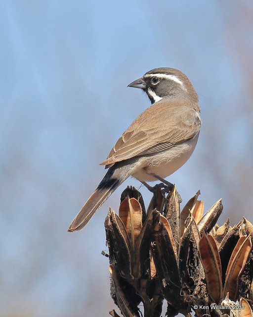 Black-throated Sparrow, Portal, AZ, 4-2-17, Jda_43522.jpg