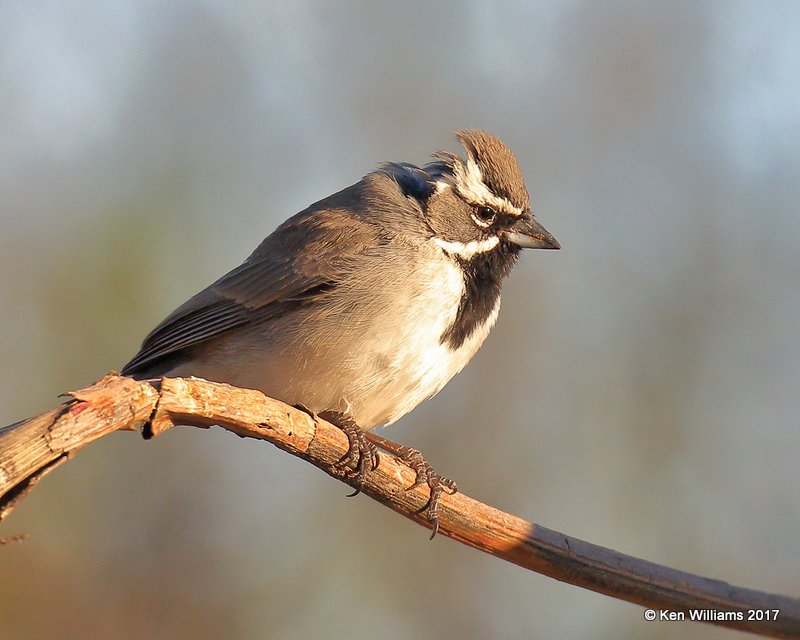 Black-throated Sparrow, Portal, AZ, 4-3-17, Jda_43940.jpg