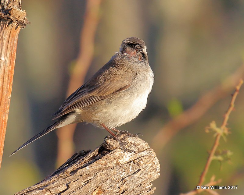 Black-throated Sparrow, Portal, AZ, 4-3-17, Jda_43944.jpg