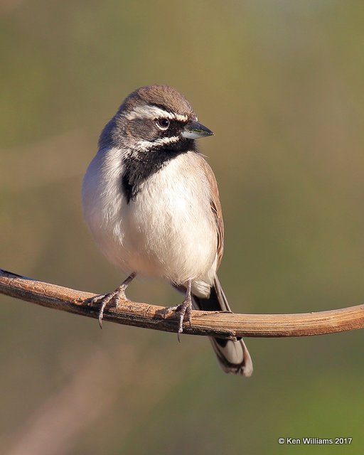 Black-throated Sparrow, Portal, AZ, 4-3-17, Jda_43963.jpg