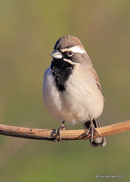 Black-throated Sparrow, Portal, AZ, 4-3-17, Jda_43974.jpg
