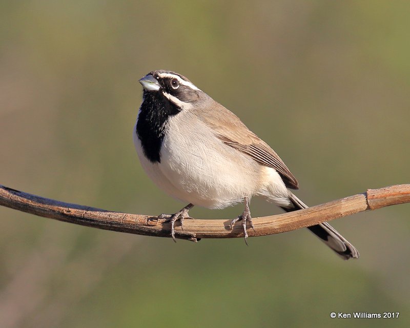 Black-throated Sparrow, Portal, AZ, 4-3-17, Jda_43977.jpg