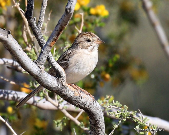 Brewer's Sparrow, west of Buckeye, AZ, 3-27-13, Ja_39981.jpg