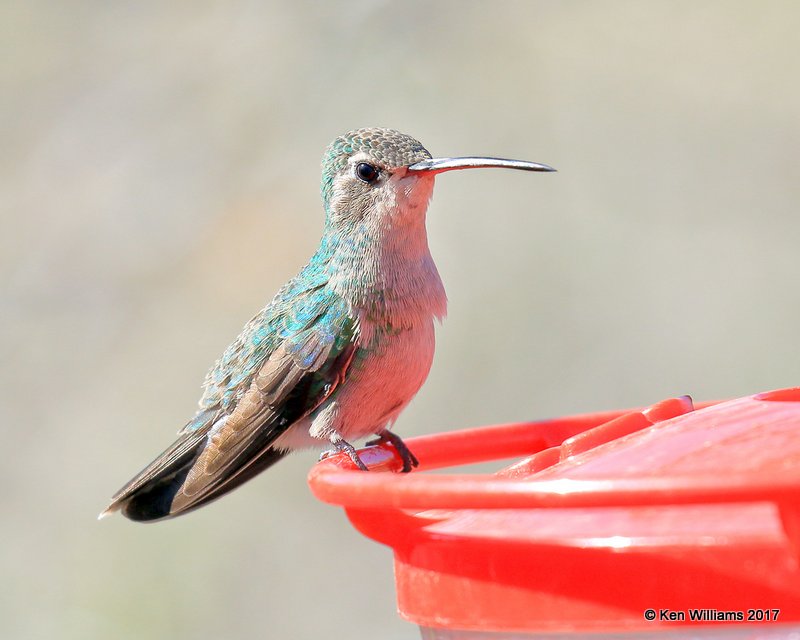 Broad-billed Hummingbird female, Portal, AZ, 4-2-17, Jda_43591.jpg