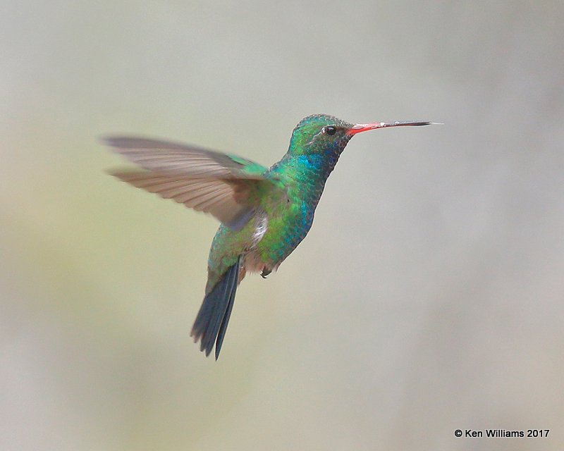 Broad-billed Hummingbird male, Ash Canyon, Sierra Vista, AZ, 4-1-17, Jda_43230.jpg