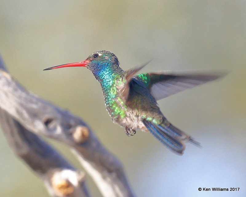 Broad-billed Hummingbird male, Ash Canyon, Sierra Vista, AZ, 4-2-17, Jda_42471.jpg