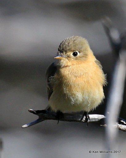 Buff-breasted Flycatcher, Carr Canyon, Sierra Vista, AZ, 4-1-17, Jas_42684.jpg