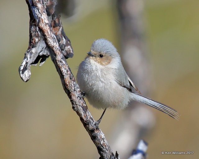 Bushtit - Interior varliety male, Carr Canyon, Sierra Vista, AZ, 4-1-17, Jda_42757.jpg