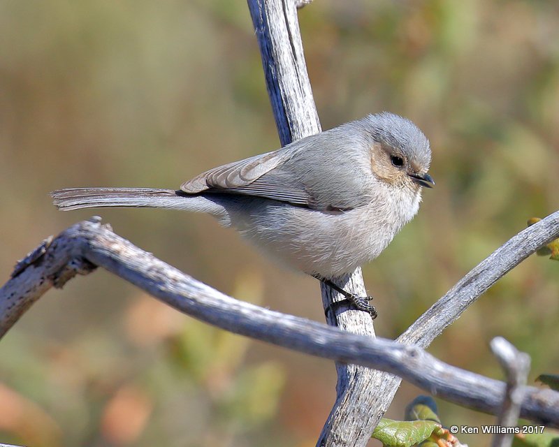 Bushtit - Interior varliety male, Carr Canyon, Sierra Vista, AZ, 4-1-17, Jda_42771.jpg