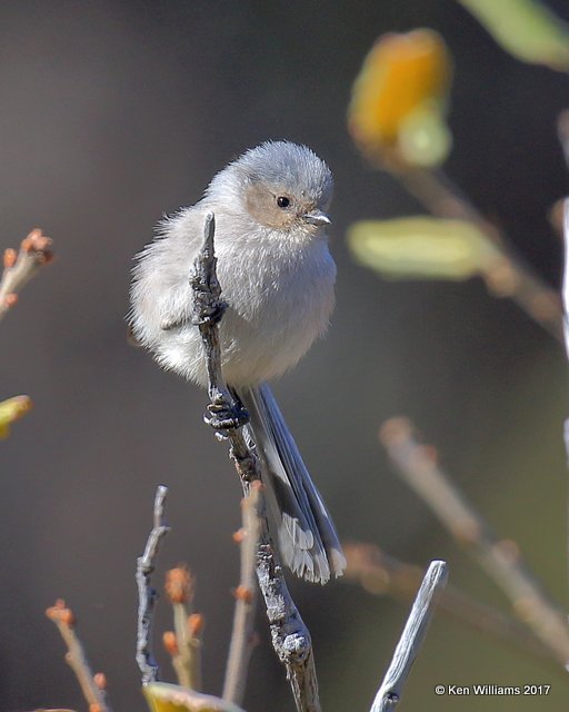 Bushtit - Interior varliety male, Carr Canyon, Sierra Vista, AZ, 4-1-17, Jda_42783.jpg