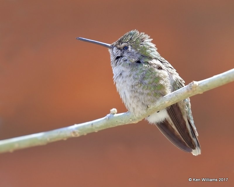 Calliope Hummingbird female, Arizona-Sonora Desert Museum, AZ, 3-29-17, Jda_41264.jpg