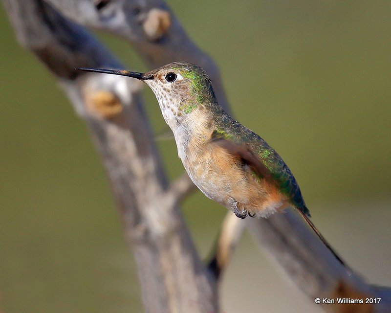 Calliope Hummingbird female, Ash Canyon, Sierra Vista, AZ, 3-31-17, Jda_42207.jpg