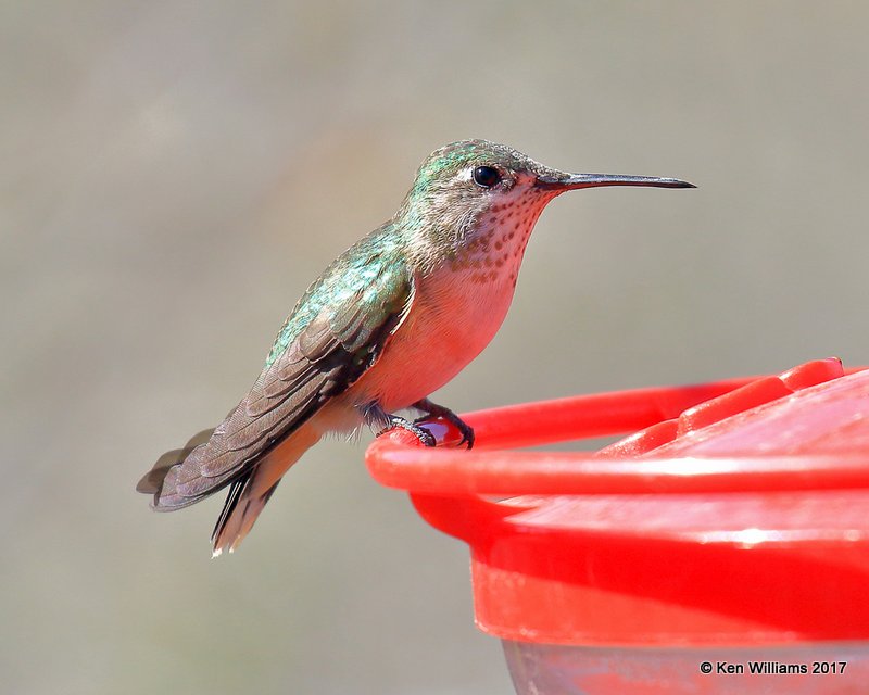 Calliope Hummingbird female, Portal, AZ, 4-2-17, Jda_43587.jpg