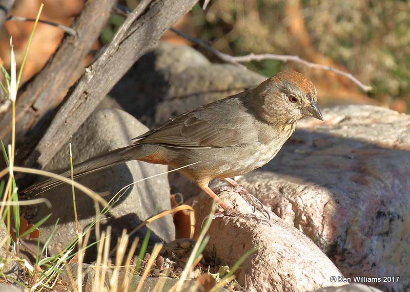 Canyon Towhee, Portal, AZ, 4-3-17, Jda_44118.jpg