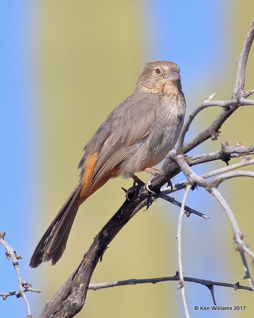 Canyon Towhee, Saguaro National Park, AZ, 3-29-17, Jda_41543.jpg